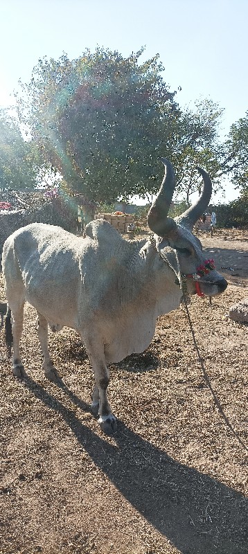 ગોઢલૉ વેશવાનોછે