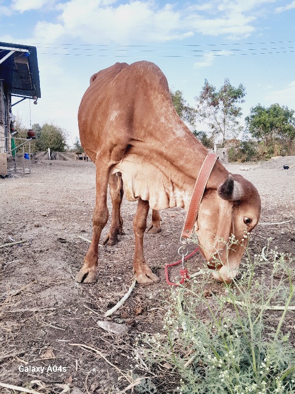 કપિલા આપવાની છે...