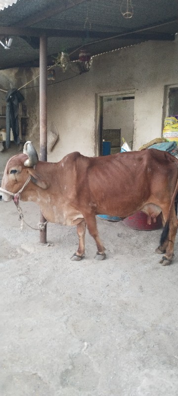 ગાય વેશવાની