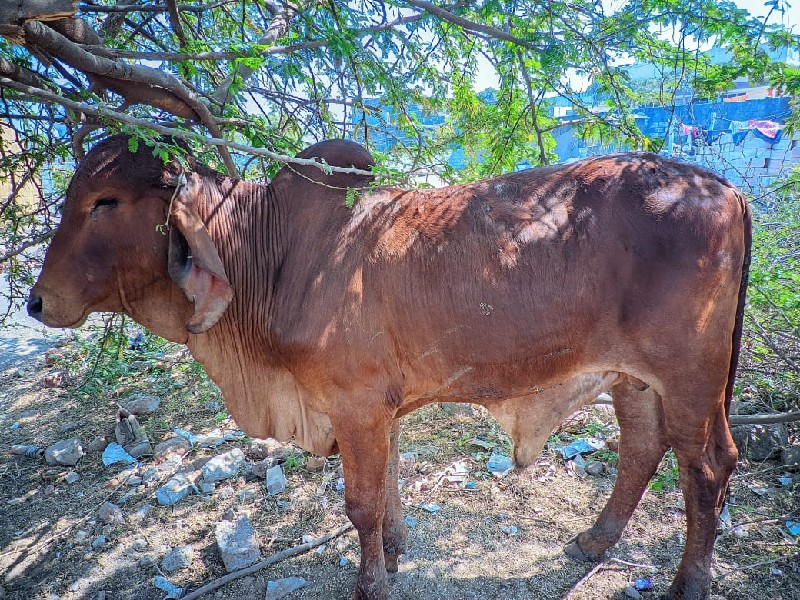 bull વેસવાનો સે