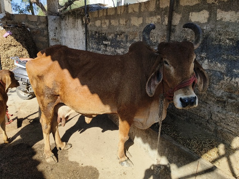 ગાય વેચવાની છે