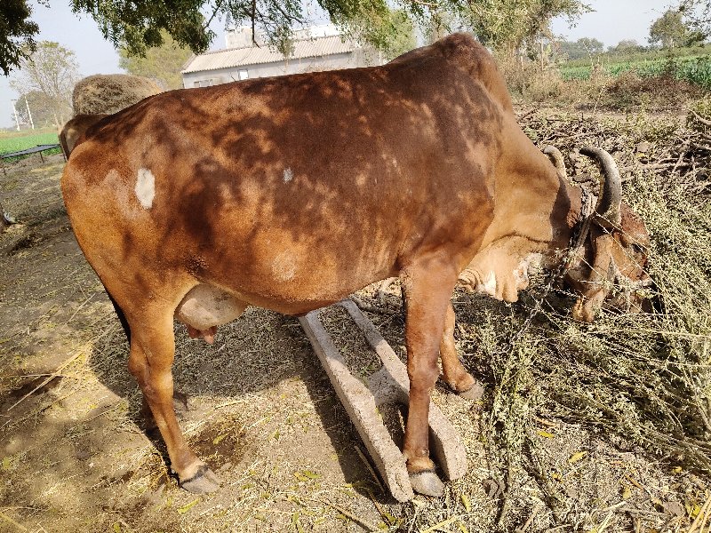 ગાય વેચવાની છે