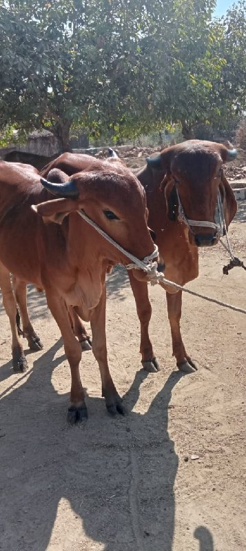 સીયા સીયાર દાતે...