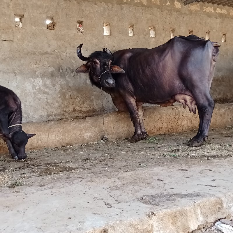 ભેંશ વેચવાની છે...