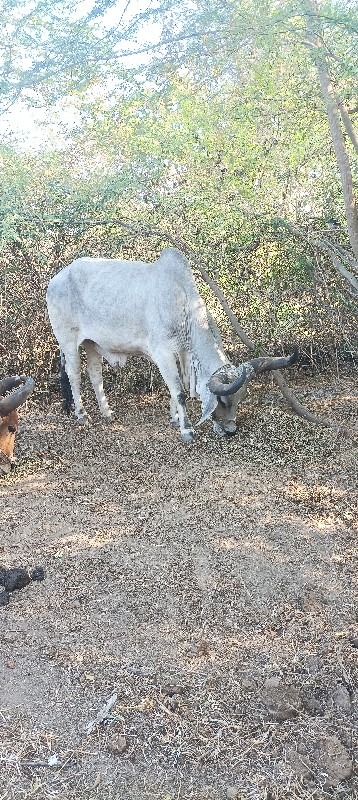 ગોઢલૉ વેશવાનોછે