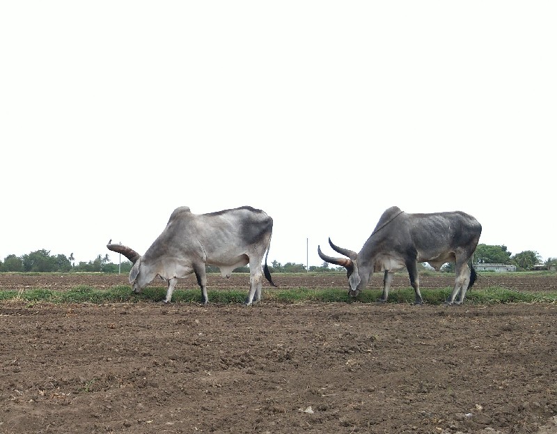 બળદ વેચવાના છે.