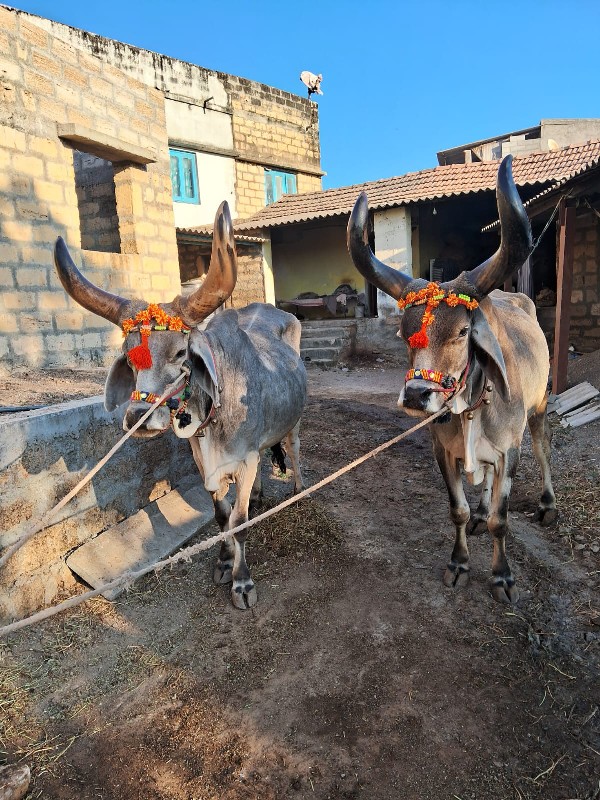 બરદ વેચવાના છે