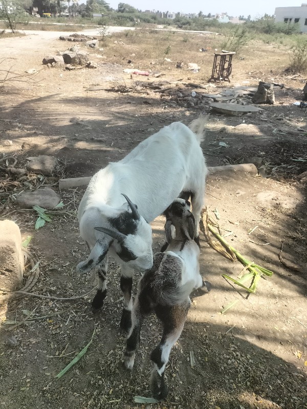 બકરી અને બચ્ચું...