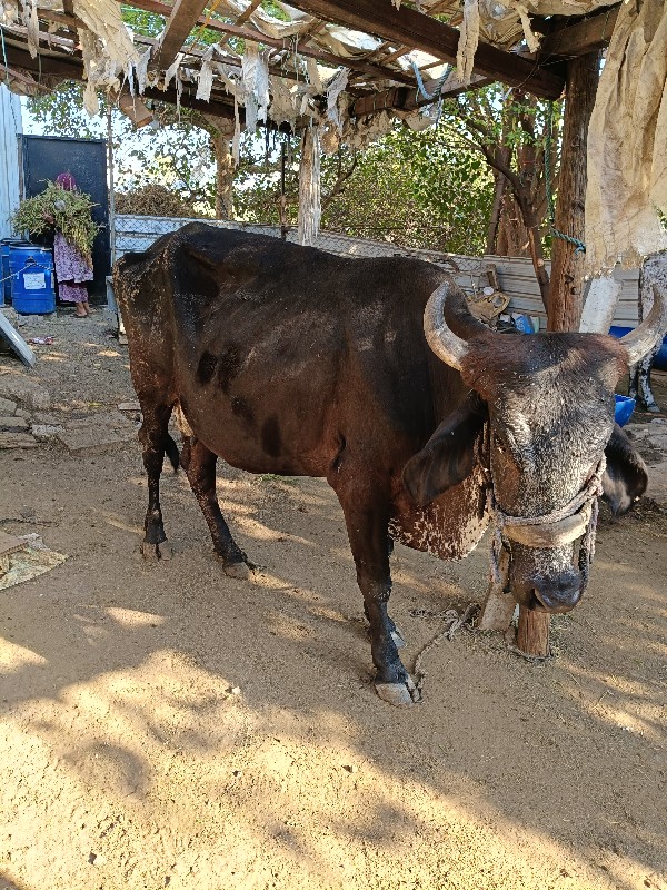 ગાય વેચવાની છે