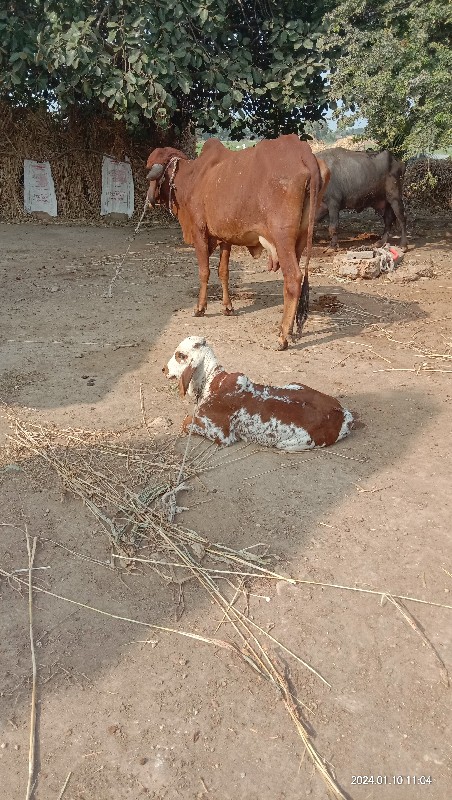 ગાય 7 મયનો શાલે