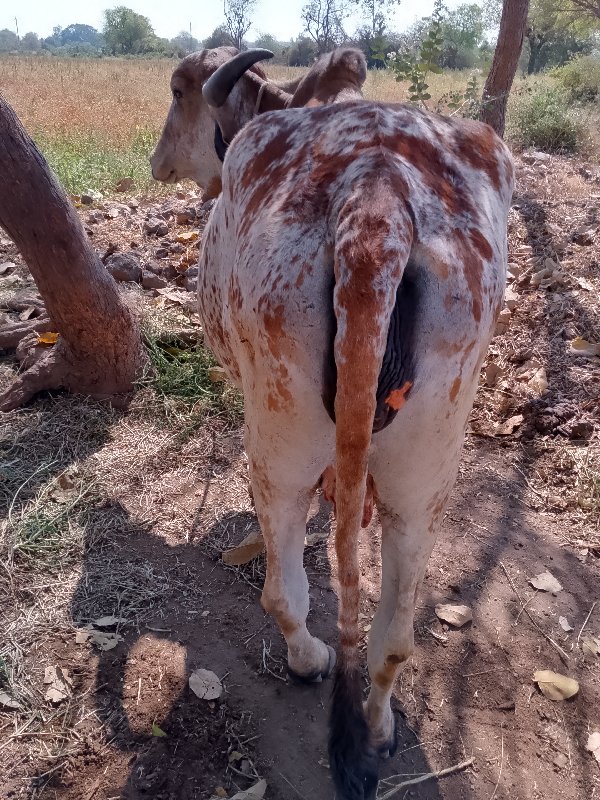 ગાય વેચવાની છે