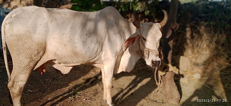 દેશી ગાય વેચવાન...