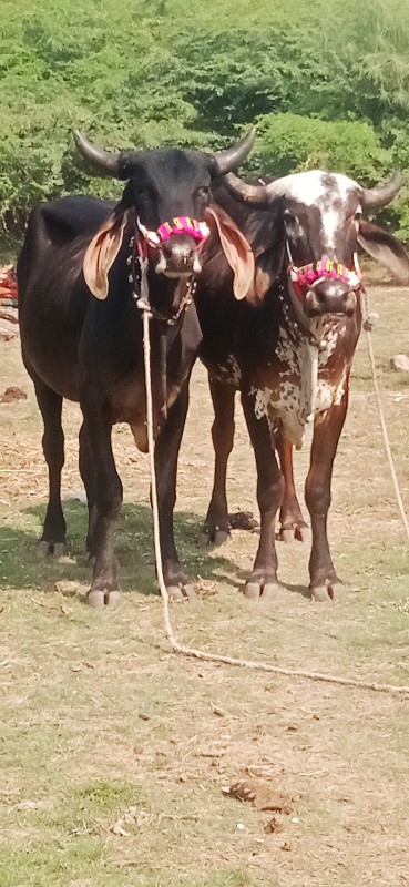 દેવીપુજક લે વેચ