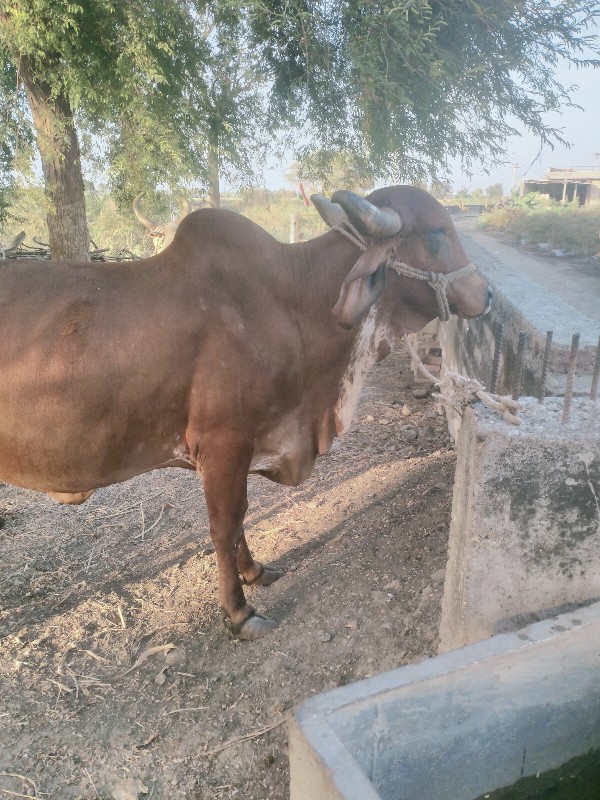 ગાય વેસવા ની છે