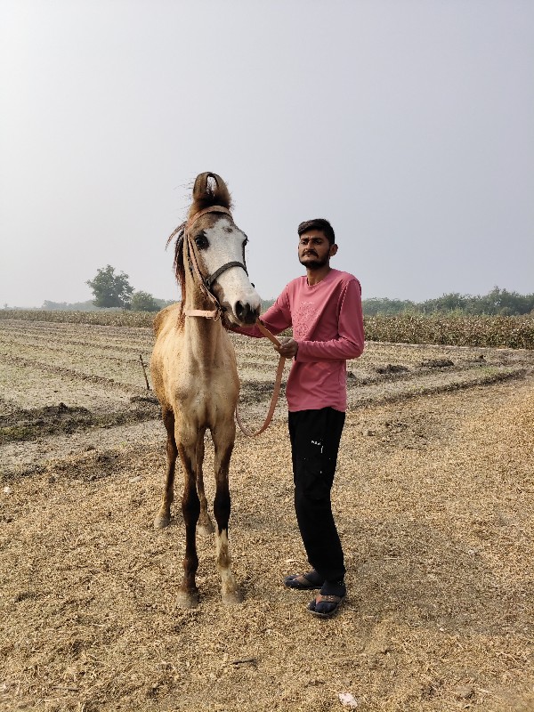 વસેરિ