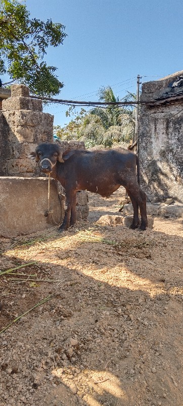 આડો વેચવાનો છે