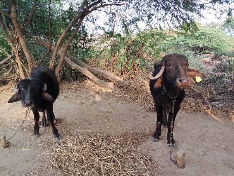 બે ખડેલા વેચવાન...