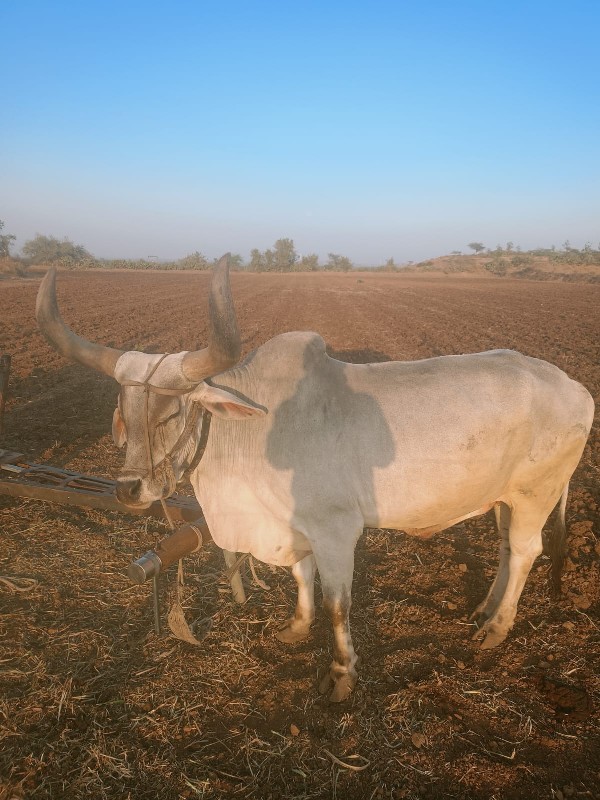 ત્રીજી ધરનો બળદ