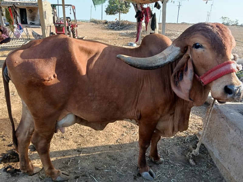 પરબત ભણવાર