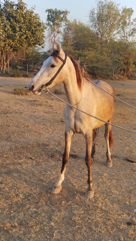 વછેરી