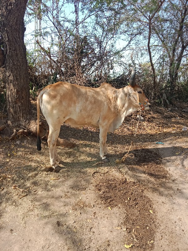 ઘોધલો વેચવા નો...