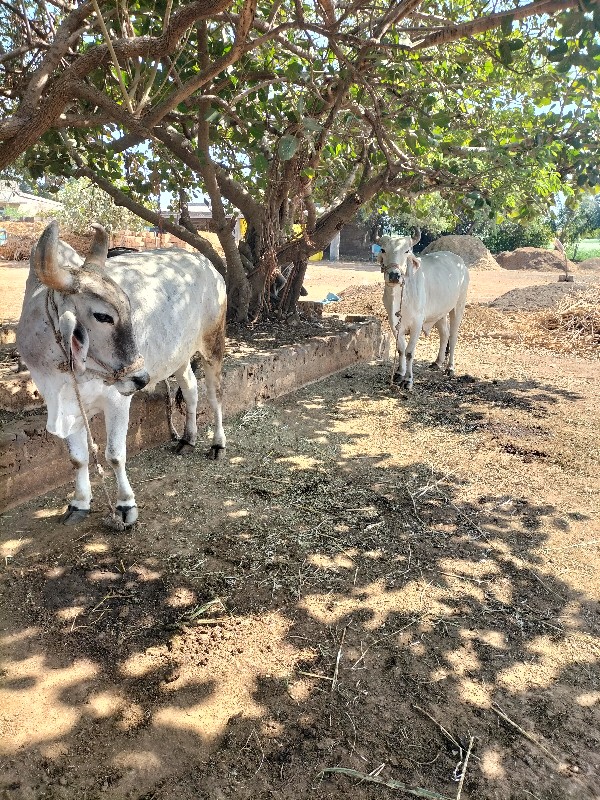 બિજી ધરના