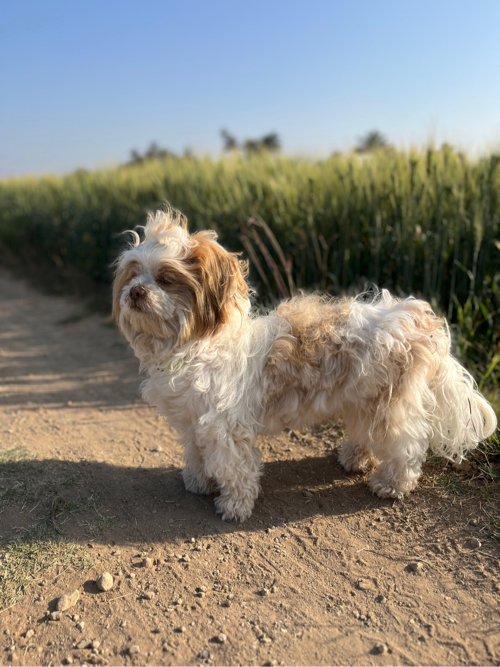 Shihtzu Female