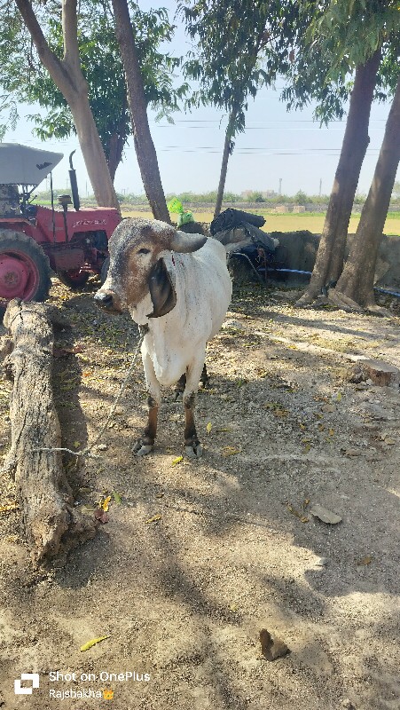 નિલ્લડી ગાય