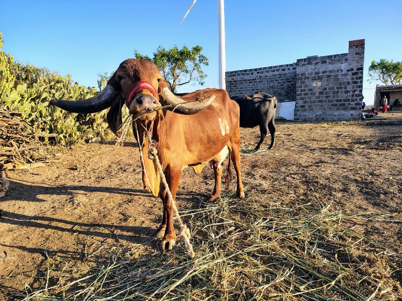 પરબત ભાઈ ભણવાર