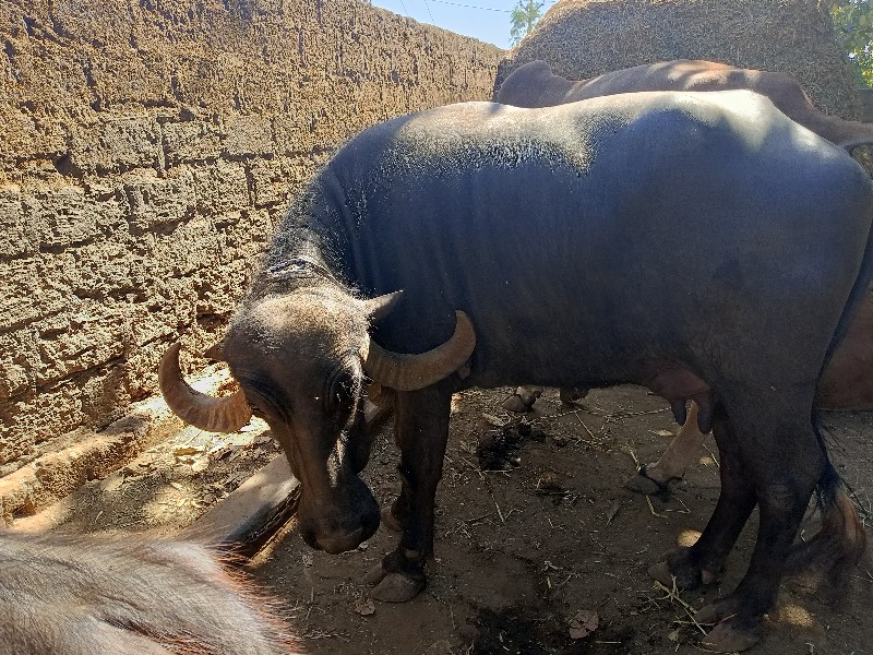 ભેંશ વેચવાની છે