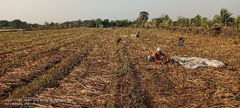 બાજરીનો ચારો વે...