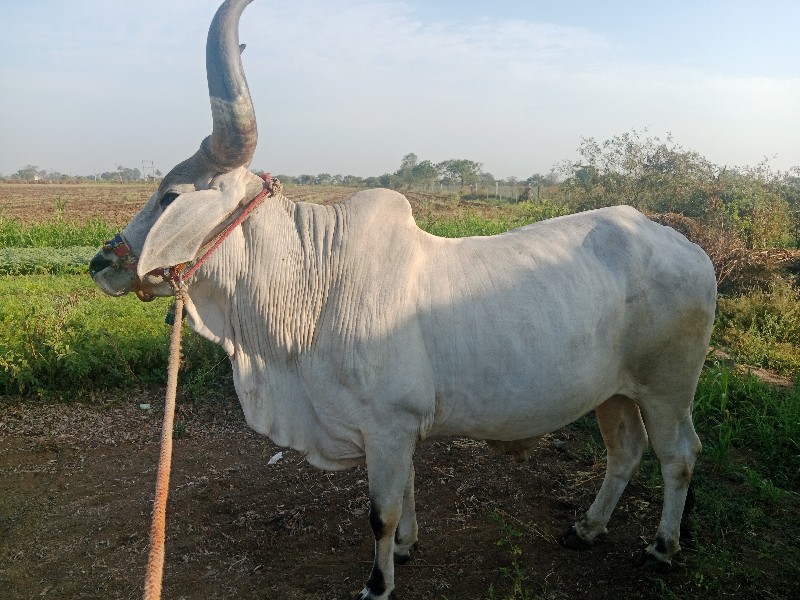 બરધવેચવાનોછે