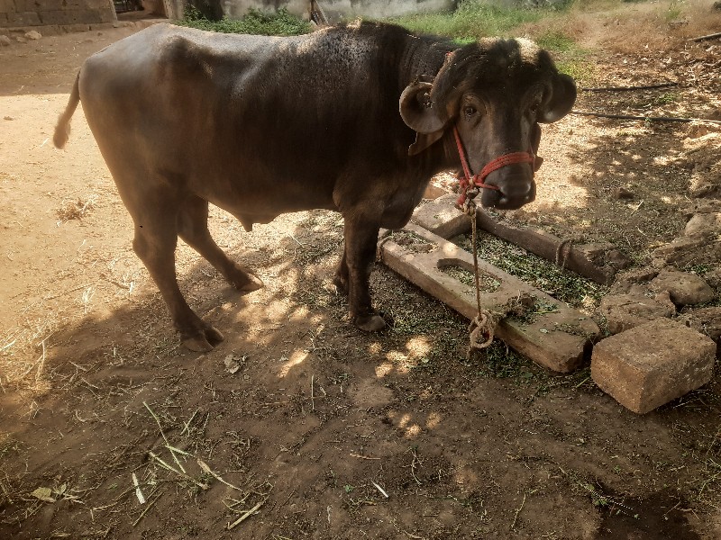 પાડો વેચવાનો છે