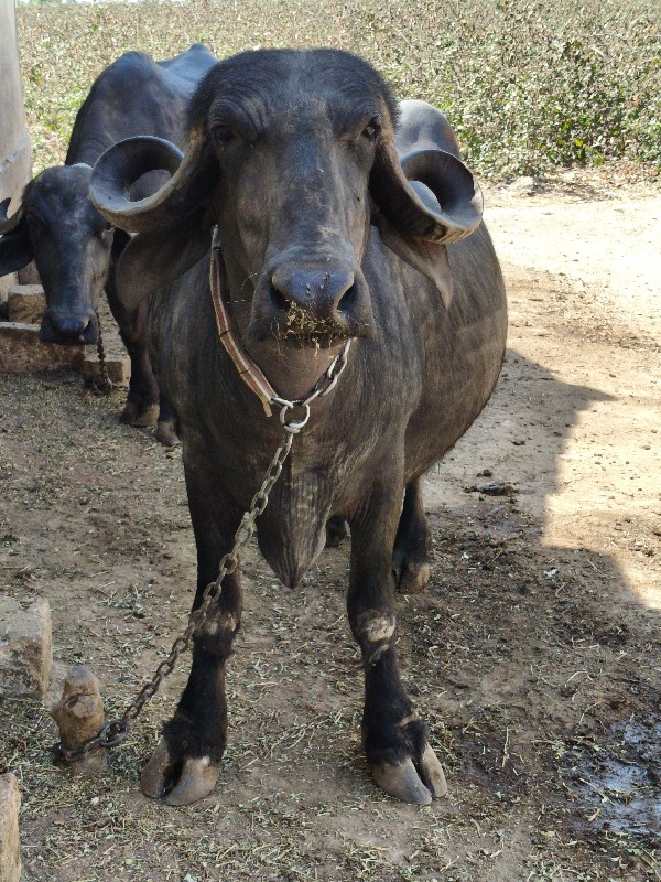 ભેંસ વેચવાની છે