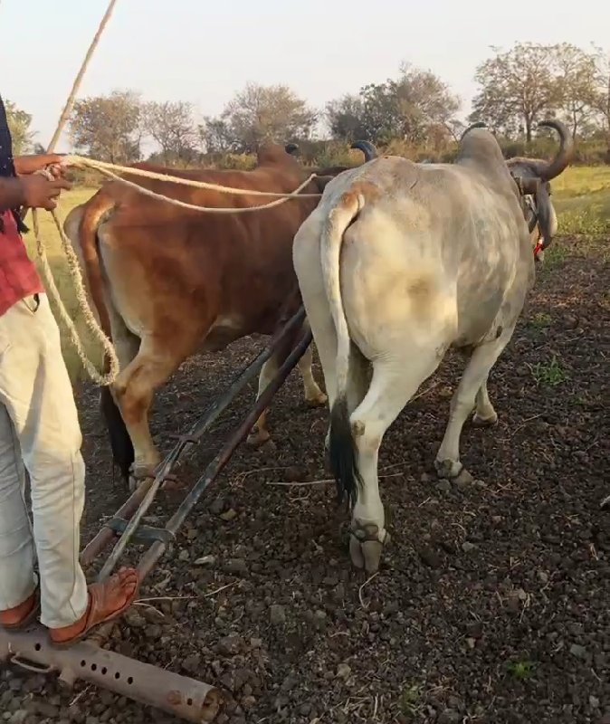 બળદ વેચવાના છે