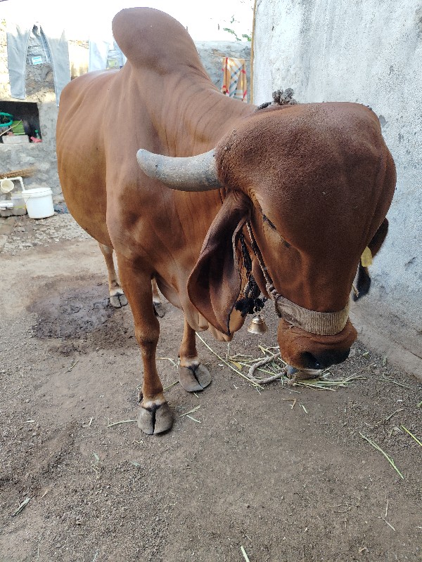 ગીર ગાય