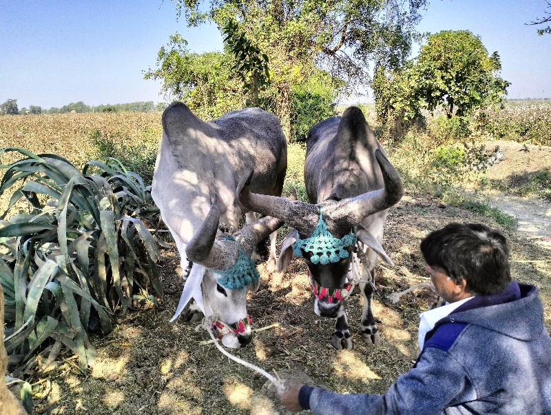 બળદ વેચવાના છે