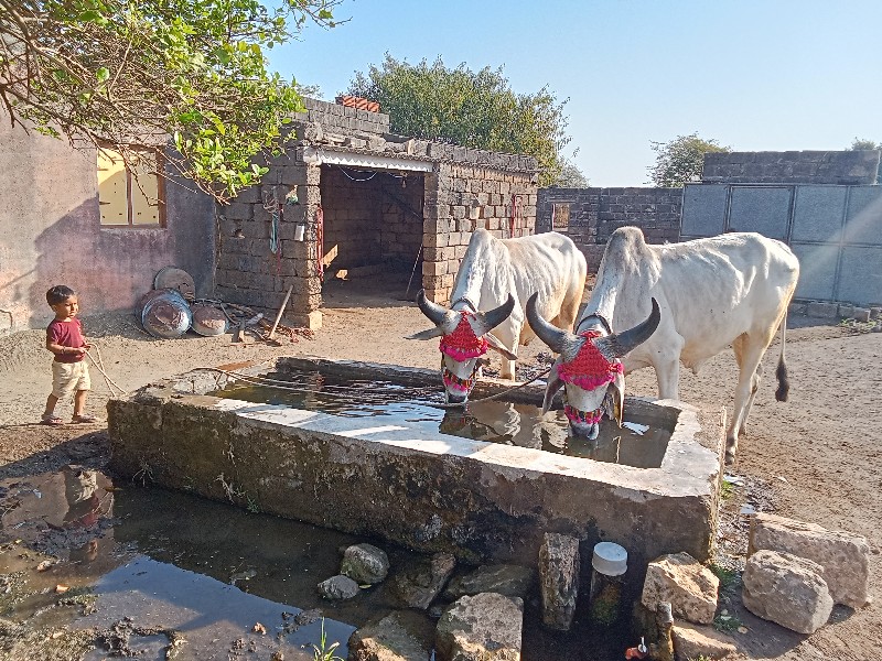 બળદ વેચવાના છે