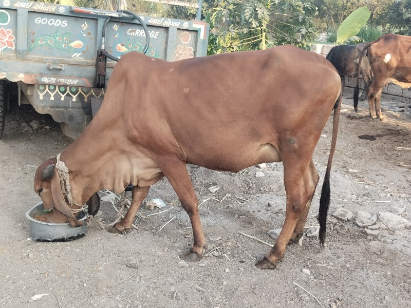 પેલુ વેતર