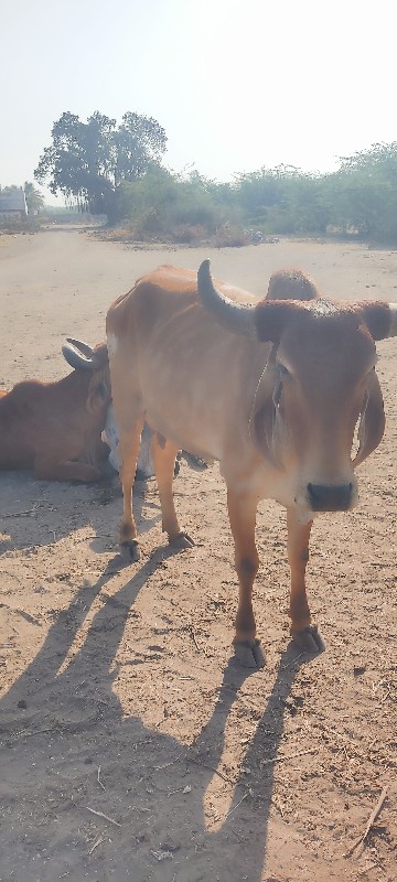 ગાય વેચવાની છે