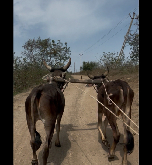 વેચવા ના છે