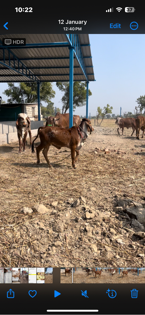 વાછડી