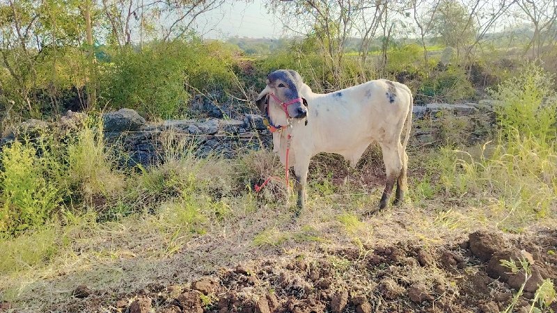 ખુંટ લિલડો