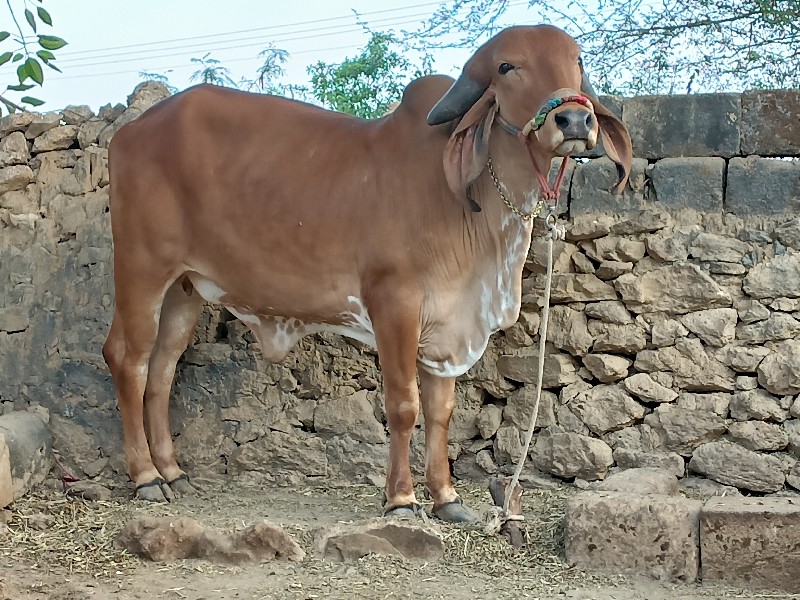 ગીર હોળકી વેચવા...