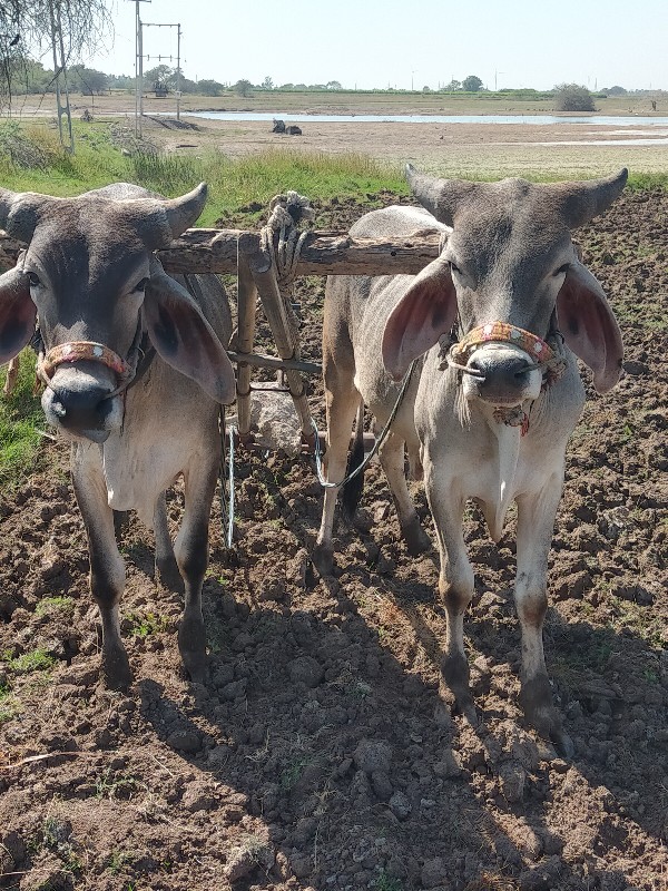 ગોઢલા વેચવાના છ...