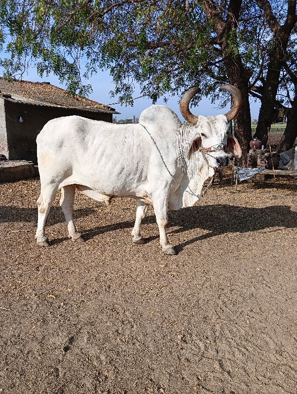 બળદ વેચવાનો છે