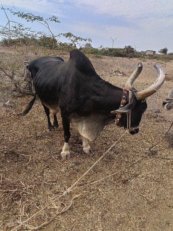 બળદ વેસવાનાછે