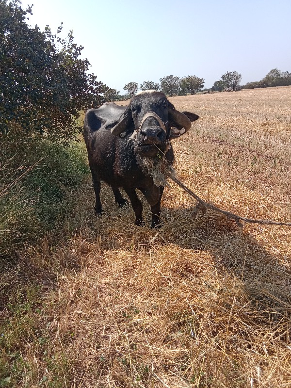 ભેસ વેચવાની છે