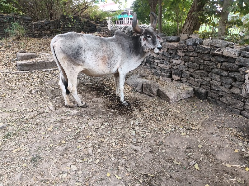 બળદ વેચવાનો છે