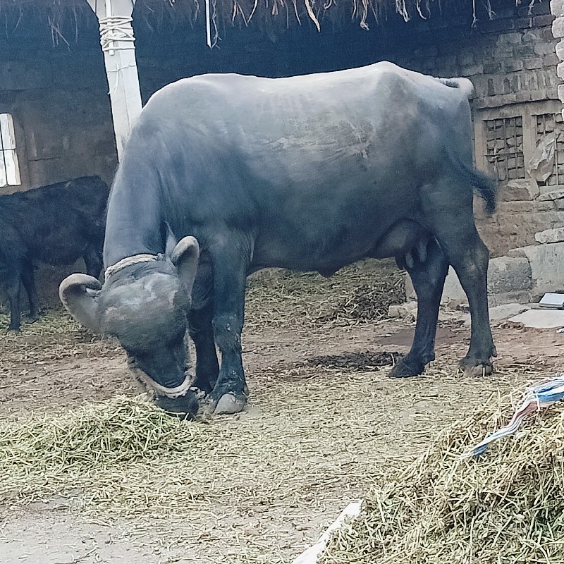 ૨ વેતર ૩.૫ લીટર...